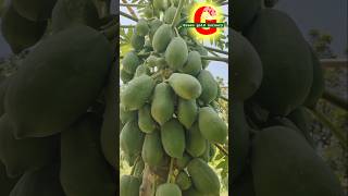 Papaya farming amazing method fruitsatisfyinggardeningfruitharvestsatisfyingfood [upl. by Jennie238]