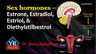 Sex hormones  Estrone Estradiol Estriol amp Diethylstilbestrol  YR Pharma Tube  Dr Rajeshwar [upl. by Enicul]