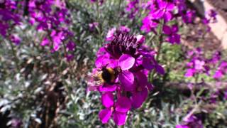 Bowless Mauve a top bee and other pollinators plant [upl. by Yadsnil]