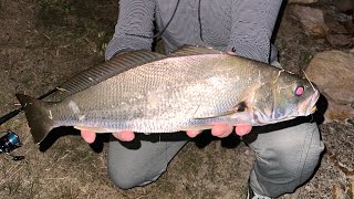 Fishing in Brisbane City with fresh bait  land based sessions that catch decent fish [upl. by Anavlis]