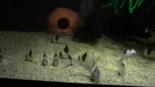 Corydoras CW049 [upl. by Dotty613]