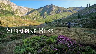 Wildflower Diaries  S3E8  Subalpine Bliss [upl. by Asselam]