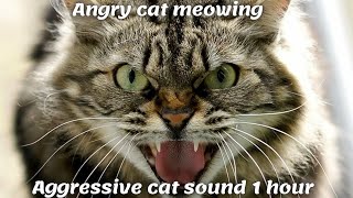 Angry cat meowing  Aggressive cat sound 1 hour [upl. by Charity948]