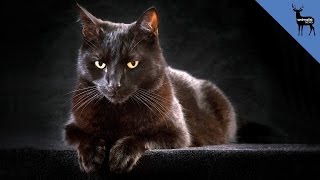 Top 5 Cat Myths [upl. by Kolb]