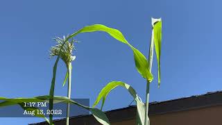 HOW TO GROW SUGAR CANE SEED TO HARVEST [upl. by Eugeniusz]