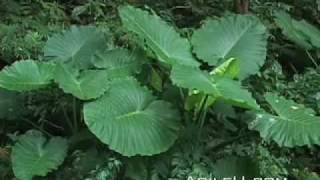 Okinawa Japan 7 Nakijin Castle and Village [upl. by Mcgurn]