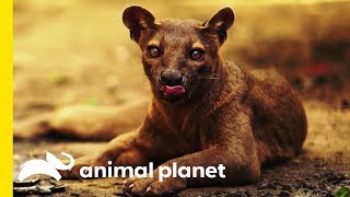 The Fabulous Fossa Madagascars Greatest Predator [upl. by Joed]