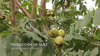 SIEMBRA Y COSECHA TV Producción de nueces de pecán en Tucumán [upl. by Werdnaed293]