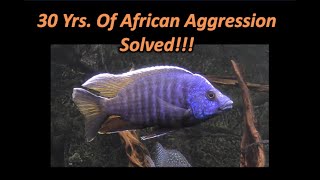 African Cichlid Aggression After 30 years of Dealing with it I finally have it solved [upl. by Siladnerb]