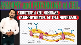 Cell membrane Carbohydrates  Types of Carbohydrates present in Cell membrane  Top lesson4u [upl. by Lehman]