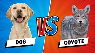 Dog vs Coyote 5 Key Differences Plus Who Wins a Fight [upl. by Antonietta]