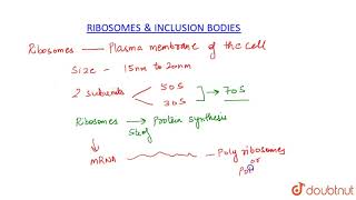 RIBOSOMES AND INCLUSION BODIES [upl. by Anirehc662]