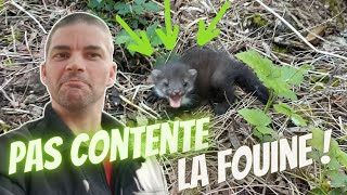 Comment attraper une fouine  Que faire avec une fouine capturé [upl. by Ronalda493]