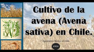 Cultivo de la avena Avena sativa en Chile ATECH [upl. by Notnats]