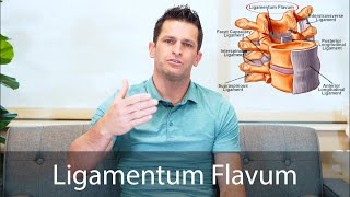 Ligamentum Flavum [upl. by Aromat]