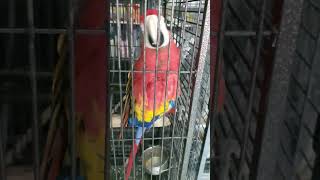 I RAISED a Red Macaw Parrot and Heres What Happened [upl. by Bernstein]