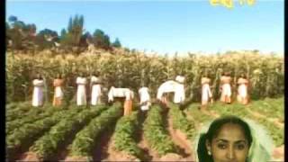 Tigrinya  ትግርኛ  Tigrinya Folklore Of Rainy and Harvest Seasons and Associated Traditions [upl. by Nmutua]