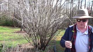 Elderberry Tree Pruning  Dewalt tree trimmer Controlling your elderberry maximize production [upl. by Lorelle621]