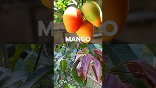 MANGO en Maceta Tutorado [upl. by Mccoy33]