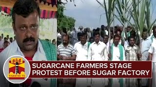 Sugarcane Farmers Lay Siege to Sugar Factory Demanding Outstanding Payment  Thanthi TV [upl. by Vander]