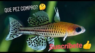 🔶PSEUDOMUGIL GERTRUDAE GERTRUDAE OJO AZUL videoficha  REPRODUCCION [upl. by Oralle]