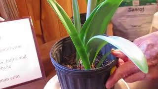 How to treat Red Blotch Stagonospona in Amaryllis Hippeastrum [upl. by Bullis]