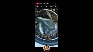 Sea Snail Catch n Fish seasnail fish seafood asmr croatia asmrsounds [upl. by Novat]