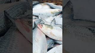 2 kg size hilsa price now Mawaghat Oder 0183038520001956593352 Fish market in dhaka Bangladesh [upl. by Odnumyer]