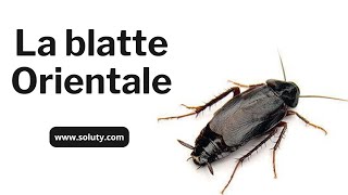 La blatte Orientale Blatta orientalis  Ce quotGros Cafardquot Noir [upl. by Bibah]