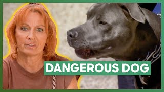 Tia Helps One Of The Most Dangerous Dogs Shes Ever Met  Pit Bulls amp Parolees [upl. by Duomham753]