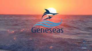 Sailfish Business Plan Executive Summary Video [upl. by Hgeilhsa]