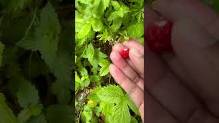 Fragaria Vesca wildstrawberry strawberry switzerlands reggaeton [upl. by Alleul]