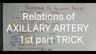 Axillary artery relations  trick Best ✌️✌️😍 [upl. by Siri384]