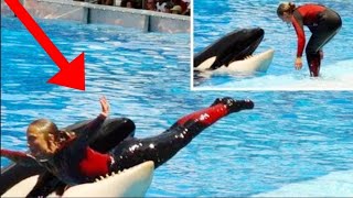 Caught on camera  Whale kills Seaworld trainer [upl. by Llennoc]