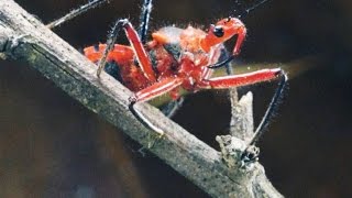 Why the Assassin Bug More Than Lives Up to Its Name [upl. by Barrie911]