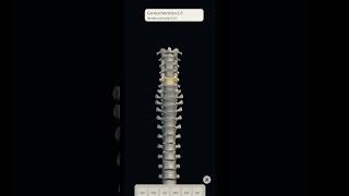 Vertebral column and vertebrae with full videos music [upl. by Cirederf]