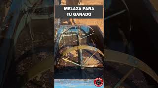 La mejor forma de darle melaza al ganado ganado melaza rancho finca [upl. by Hsac]