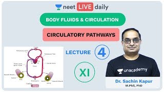 Body Fluids amp Circulation  Lecture 4  Unacademy NEET  LIVE DAILY  NEET Biology  Dr Sachin Kapur [upl. by Anitsihc677]