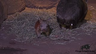 Wombat Joey Born [upl. by Anerec]