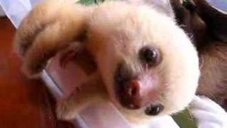 Baby sloths in Costa Rica [upl. by Tound]