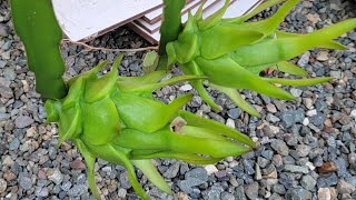 Dragon fruit Cultivo de PITAHAYA [upl. by Ennyletak]