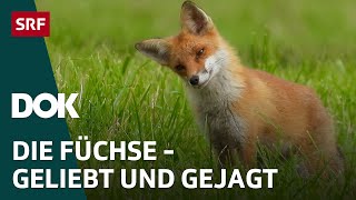 Alles für die Füchse – Ein Wildtier geliebt und gejagt  DOK  SRF Wissen [upl. by Aynnek681]