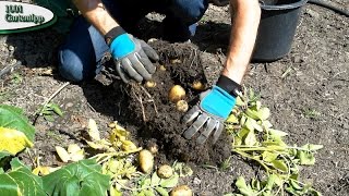 Gartentipp 0316 März Kartoffeln im Kübel ziehen  vom setzen bis zur Ernte [upl. by Trembly]