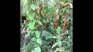 Foraging greater willow herb Epilobium hirsutum [upl. by Michaela]