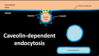 Caveolin dependent endocytosis [upl. by Box]