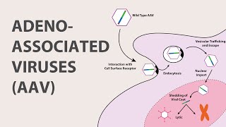 1 Adeno Associated Virus AAV  An Introduction [upl. by Atikal]