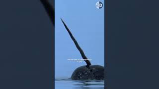 Why Do Narwhals Have Tusks Unraveling the Mystery [upl. by Imogen]