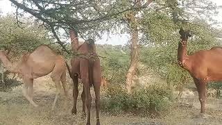 Beautiful Camels CarvanKamal Puri Daachi FarmAll Type ale and Females Camels AvailableGive M [upl. by Burrill]