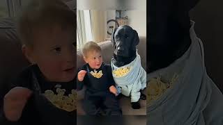 cat dog dogs cut cute love lovecats lovedogs funny virla viralvideo foryou foryoupage [upl. by Ilrac]