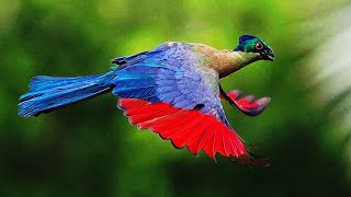 10 Most Beautiful Turacos In The World [upl. by Nomde]